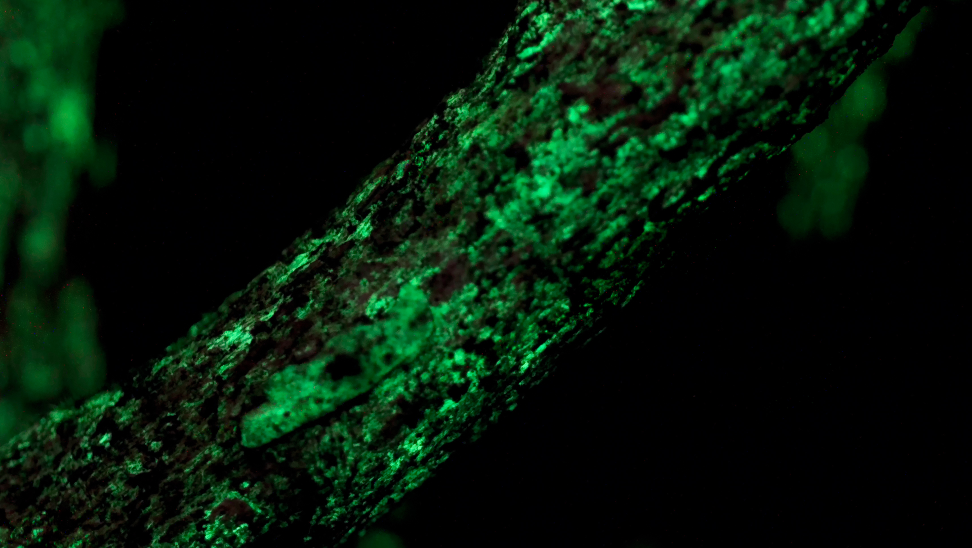Glowing Fungii 