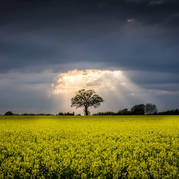 Sunbeams